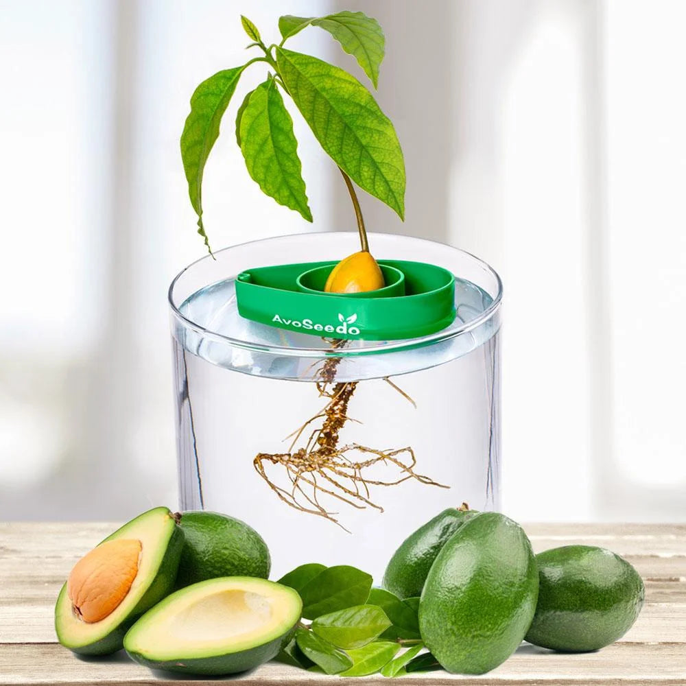 Grow Your Own Avocado Tree