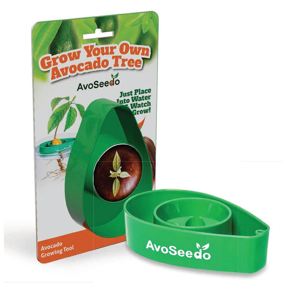 Grow Your Own Avocado Tree