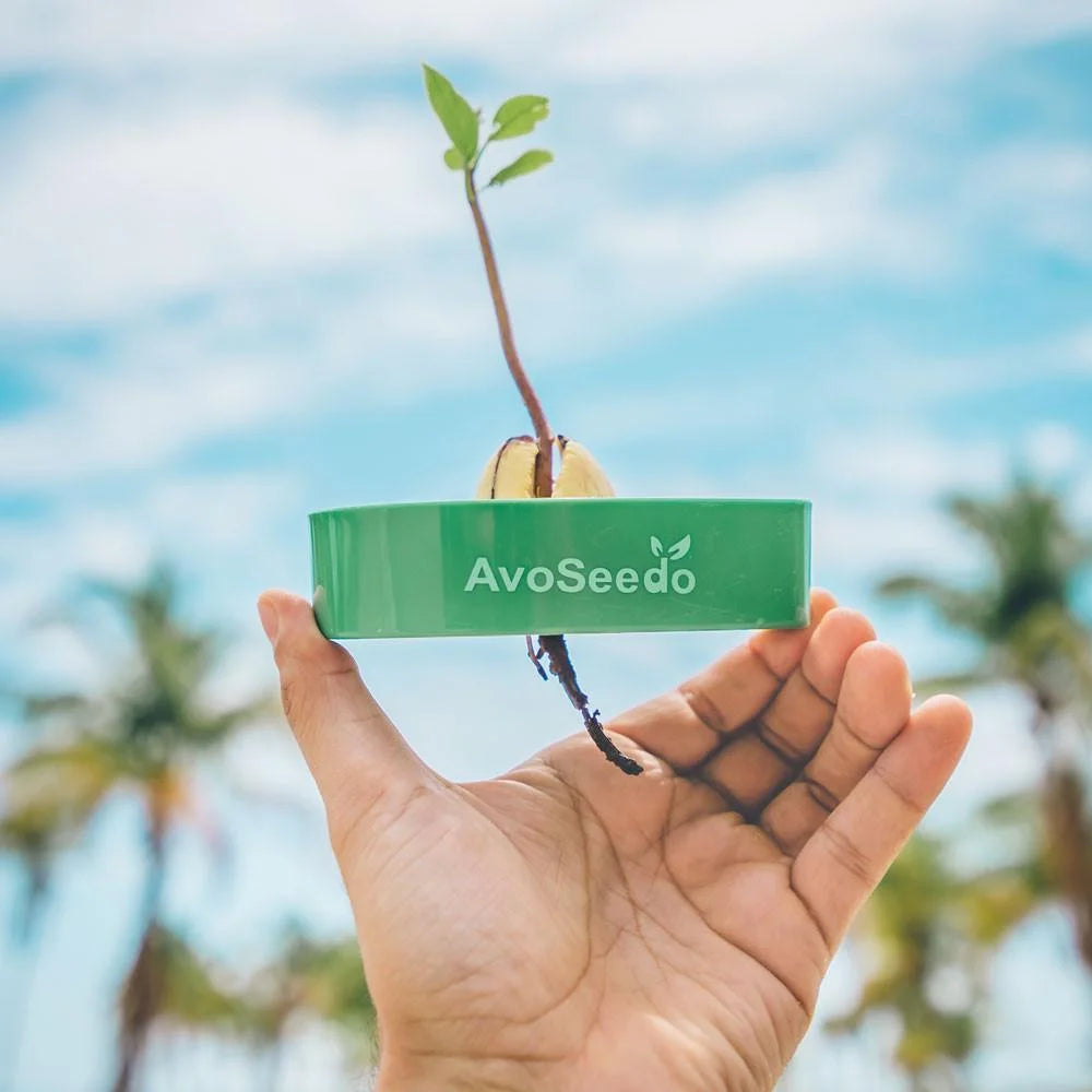 Grow Your Own Avocado Tree