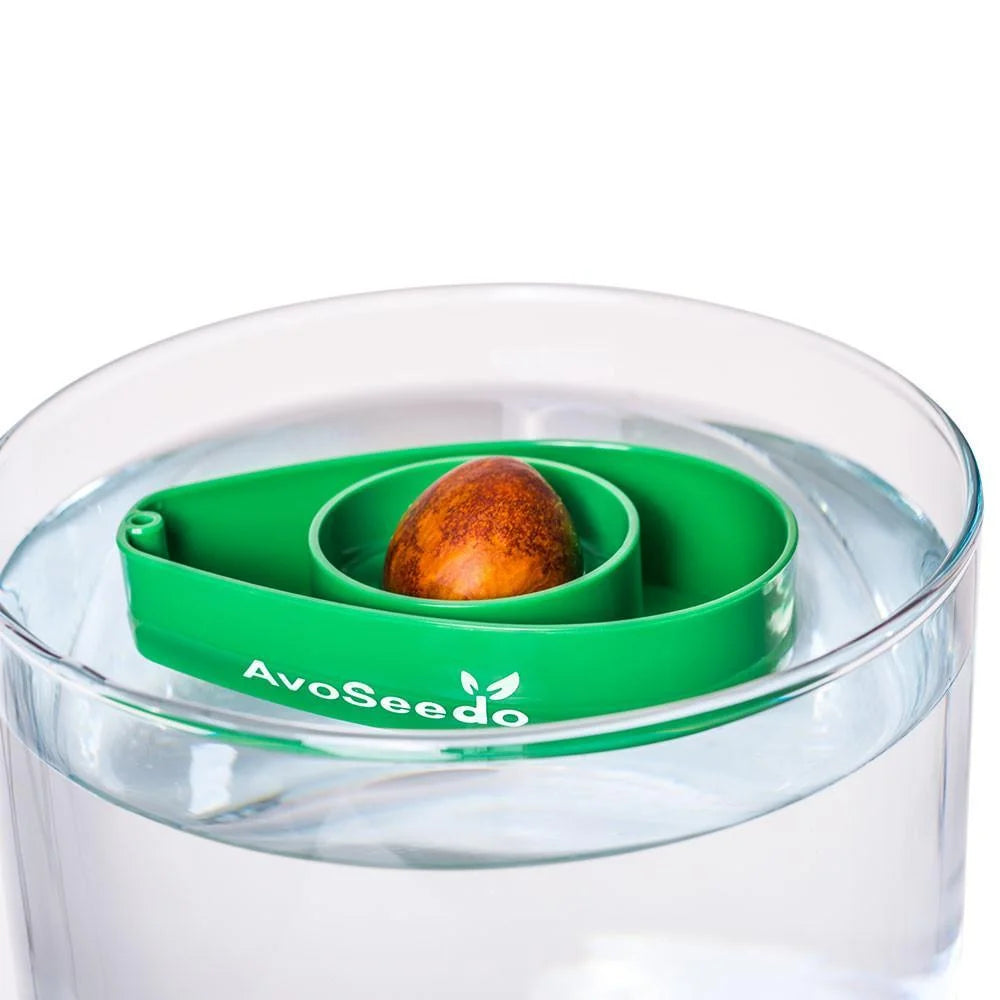 Grow Your Own Avocado Tree