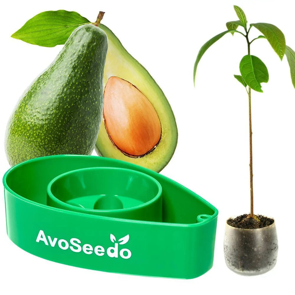 Grow Your Own Avocado Tree